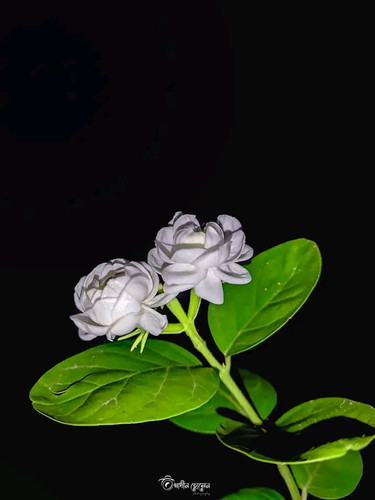 FB IMG 16852911319271382.jpg