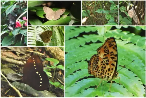 00002 龍岡步道的蝴蝶.webp