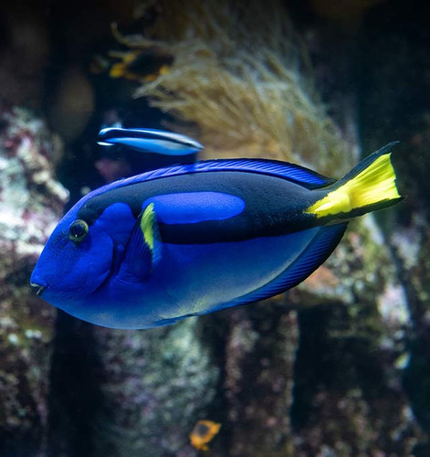 poisson chirurgien bleu aquarium la rochelle header mobile 640X680.jpg