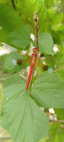 IMG 20230910 WA0008.jpg