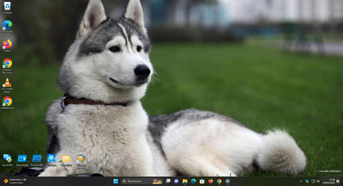 Themes Windows 11 chiens.jpg
