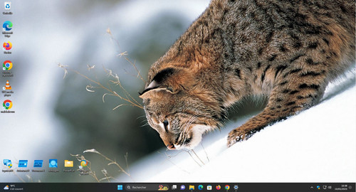 Themes Windows 11 Polar Animals.jpg