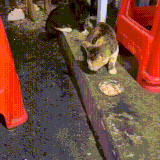 koti1.gif