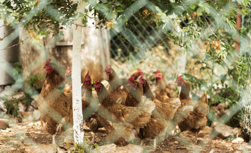 farm life concept with chickens fence.jpg