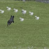 white escape.gif