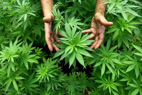 Hemp cultivation.jpg