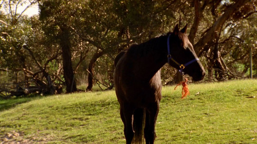 McLeods.Daughters.S06E01.Lost.And.Found.1080p.STAN.WEB DL.AAC2.0.H.264 NTb.mkv 20240407 110328.545.jpg