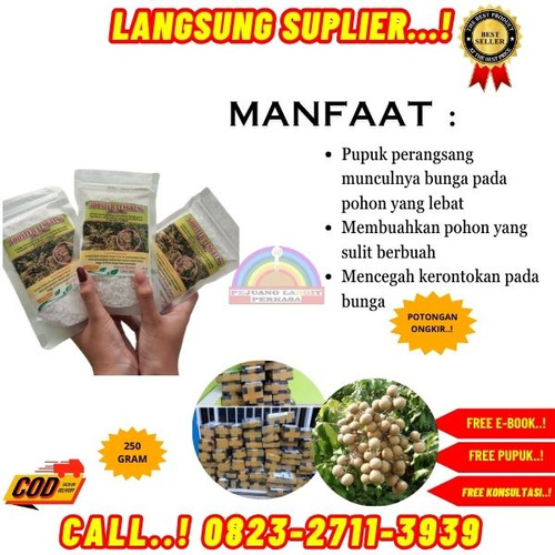 LANGSUNG BUAH ! H.Tovix CALL 0823-2711-3939 Supplier Pupuk Kelengkeng Agar Cepat Besar ke Kebumen-Ay.jpg