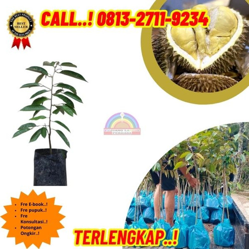 TEREKOMENDASI ! H.Tovix CALL: 0813-2711-9234 Jual Bibit Durian Lokal Ke Kec.Selat Nasik-Desa Bukit S.jpg