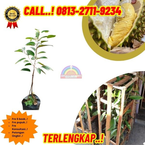 HARGA PARTAI ! H.Tovix CALL: 0813-2711-9234 Jual Bibit Durian Hasil Okulasi Ke Kec.Puding Besar-Desa.jpg