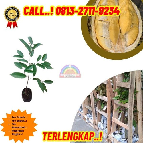 PROMO TERBATAS ! H.Tovix CALL: 0813-2711-9234 Jual Bibit Durian Hasil Cangkok Susu Ke Kec.Mendo Bara.jpg