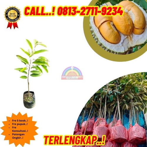 HARGA PETANI ! H.Tovix CALL: 0813-2711-9234 Jual Bibit Durian Kane Ke Kec.Puding Besar-Desa Puding K.jpg