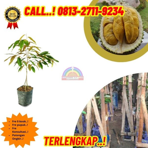 HARGA RESELLER ! H.Tovix CALL: 0813-2711-9234 Jual Bibit Durian Kaki 3 Ke Kec.Puding Besar-Desa Kuto.jpg