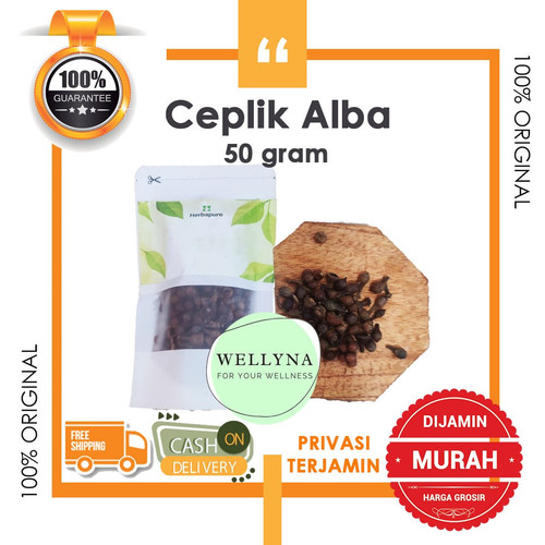 50 GRAM BUAH CEPLIKAN REMPAH CEPLIKSARI CEPLIK SARI ALBA CEPLIK BIJI EUCALYPTUS ALBA SIMPLISIA KERIN.jpg