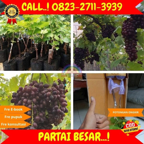 TERJANGKAU ! H.Tovix CALL: 0823-2711-3939 Jual Bibit Anggur Murah Di Kebumen.jpg