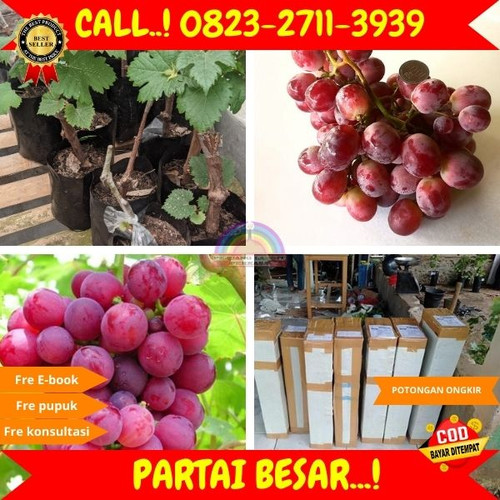 BIBIT UNGGULAN ! H.Tovix CALL: 0823-2711-3939 Jual Bibit Anggur Merah Import Di Kebumen.jpg