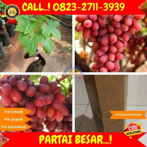 POTONGAN GILA ! H.Tovix CALL: 0823-2711-3939 Jual Bibit Anggur Merah Tanpa Biji Di Kebumen.jpg