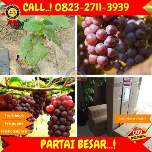 DISKON GILA ! H.Tovix CALL: 0823-2711-3939 Jual Bibit Anggur Manis Di Kebumen.jpg