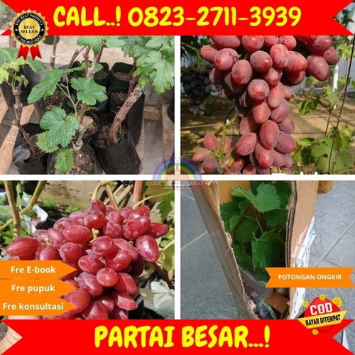 EKSLUSIF ! H.Tovix CALL: 0823-2711-3939 Jual Bibit Anggur Merah Super Di Kebumen.jpg