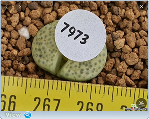 thumb 67e6173b0a5007c543e9789957fdbe55.png