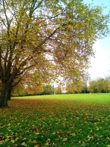 Spinney Hill Park - Leicester -1st November Wednesday-2023.jpg