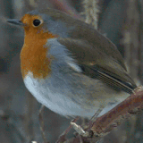 chirp chirp.gif