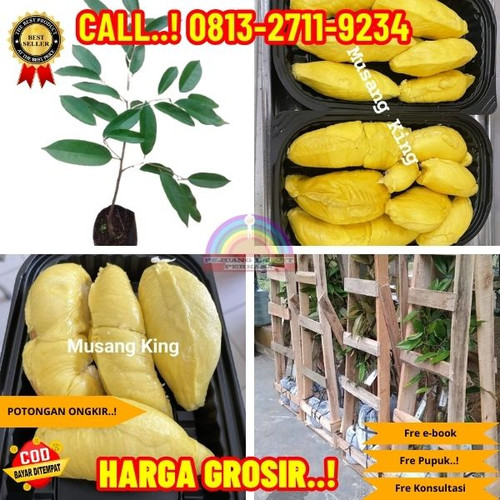 TERPERCAYA ! H.Tovix CALL: 0813-2711-9234 Jual Bibit Durian Nusantara Ke Kec.Sungai Liat-Desa Sungai.jpg