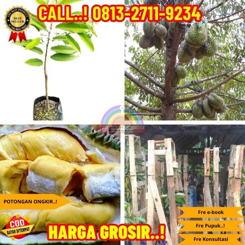 TEREKOMENDASI ! H.Tovix CALL: 0813-2711-9234 Jual Bibit Durian Okulasi Ke Kec.Belinyu-Desa Bukit Ket.jpg
