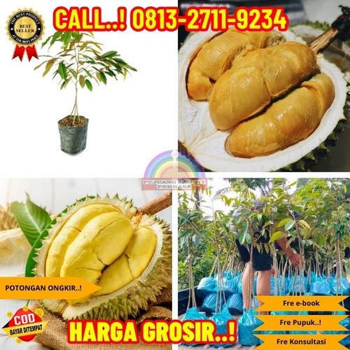 GARANSI BIBIT MATI ! H.Tovix CALL: 0813-2711-9234 Jual Bibit Durian Otong Ke Kec.Belinyu-Desa Kepaya.jpg