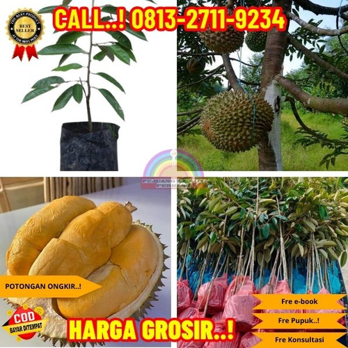 GRATIS KONSULTASI ! H.Tovix CALL: 0813-2711-9234 Jual Bibit Durian Ochee Asli Ke Kec.Belinyu-Desa Hu.jpg