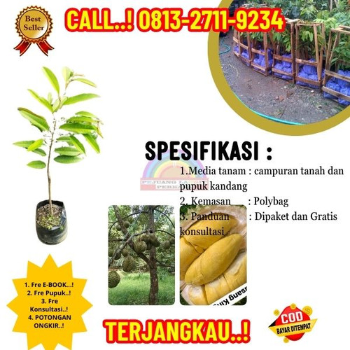 PALING DICARI ! H.Tovix CALL: 0813-2711-9234 Jual Bibit Durian Musang King Siap Buah Ke Kec.Selat Na.jpg