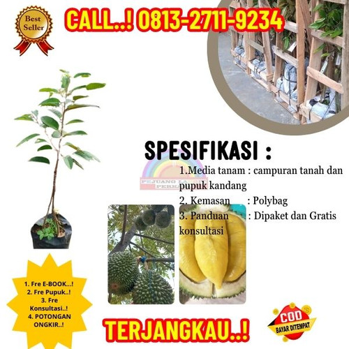 GARANSI BIBIT MATI ! H.Tovix CALL: 0813-2711-9234 Jual Bibit Durian Montong Ke Kec.Selat Nasik-Desa.jpg