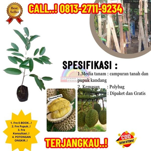 GRATIS KONSULTASI ! H.Tovix CALL: 0813-2711-9234 Jual Bibit Durian Musang King Ke Kec.Selat Nasik-De.jpg