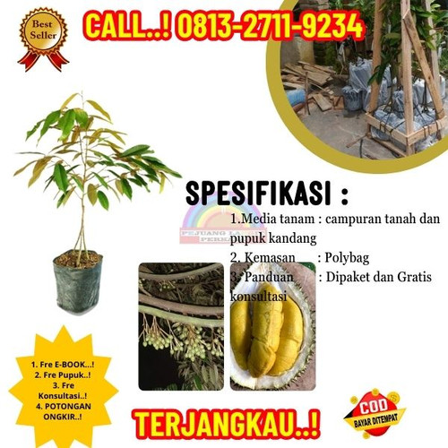 OPEN RESELLER ! H.Tovix CALL: 0813-2711-9234 Jual Bibit Durian Musang King Kaki 3 Ke Kec.Sungai Liat.jpg