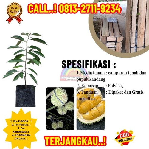 PROMO TERBATAS ! H.Tovix CALL: 0813-2711-9234 Jual Bibit Durian Montong Cepat Berbuah Ke Kec.Selat N.jpg