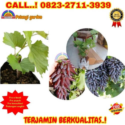 COD ! H.Tovix CALL: 0823-2711-3939 Jual Bibit Anggur Manis Tanpa Biji Di Kebumen.jpg