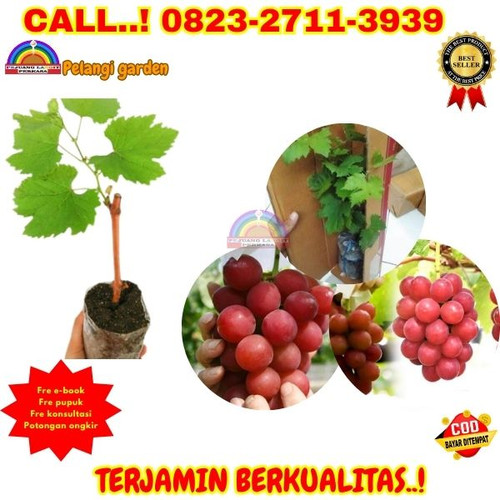 TERBATAS ! H.Tovix CALL: 0823-2711-3939 Jual Bibit Anggur Merah Tanpa Biji Di Kebumen.jpg