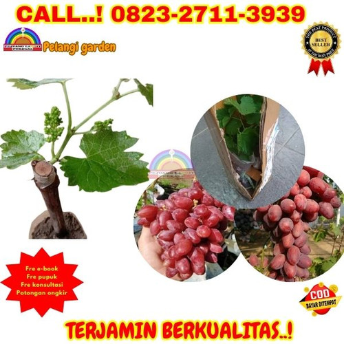 Klik https://wa.me/6282327113939 Bibit Anggur Merah Dari Biji di Kebumen-Bonorowo-Sirnoboyo , Bibit Anggur Merah Manis di Kebumen-Bonorowo-Tlogorejo , Bibit Anggur Merah Isabella di Kebumen-Buayan-Adiwarno, Bibit Anggur Merah Trubus di Kebumen-Buayan-Banyumudal, Bibit Anggur Manis Tanpa Biji di Kebumen-Buayan-Buayan

PELANGI GARDEN

Melayani : 
1. Jasa Pengonsepan & Pembuatan Wisata Kebun/Alam & Edu Wisata DLL.
2. Jasa Pengonsepan, Penanaman, Perawatan, dan Pemasaran hasil Kebun/Pekarangan.
3. Jasa Pembuatan Taman Rumah, Sekolah & Kantor
4. Jual Berbagai Bibit Buah Unggul
5. Jual Pupuk, Obat & Media Tanam
6. Jual Berbagai Tanaman Bunga untuk Taman
7. Tempat Rekreasi, Wisata Edukasi, Tradisonal Kuliner & Tempat Berkumpulnya Keluarga.

Desa Purwosari Rt 06/01
Kec. Puring
Kab. Kebumen
Jawa Tengah 
Kode Pos 54383
( Sebelah Utara Balaidesa Purwosari )
Kunjungi juga socialmedia kita di : 
-https://linktr.ee/pelangigarden
Fanspage : 
Anggur : https://www.facebook.com/jualbibitanggurimportkebumen
Durian : https://www.facebook.com/Rahasiabudidayadurian
Kelengkeng : https://www.facebook.com/rahasiabudidayakelengkeng

#jasapembuatantaman
#jualbibitbuahbuahan
#tempatwisataedukasi
#jualbibitbungataman