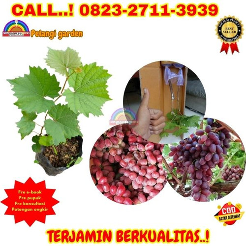 CEPAT BERBUAH ! H.Tovix CALL: 0823-2711-3939 Jual Bibit Anggur Merah Lokal Di Kebumen.jpg