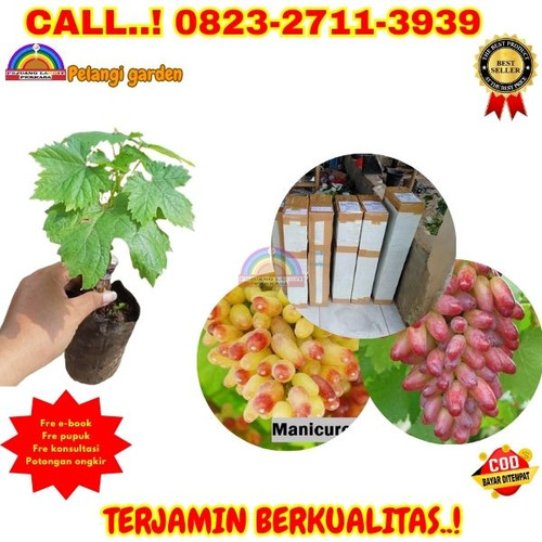 BISA COD ! H.Tovix CALL: 0823-2711-3939 Jual Bibit Anggur Merah Manis Di Kebumen.jpg