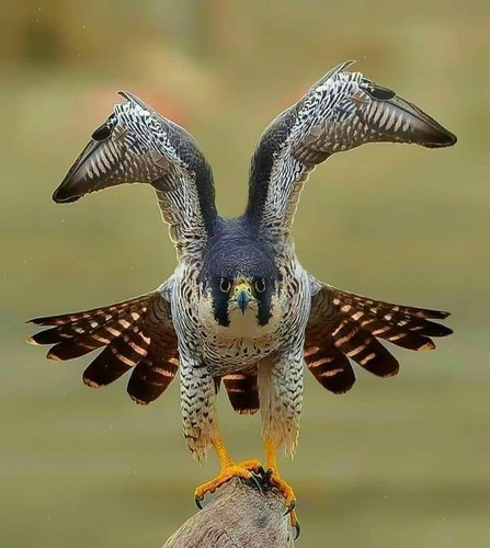 beautiful animal.jpg