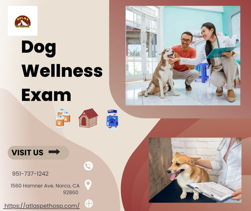 Dog Wellness Exam - Atlas Pet Hospital.jpg