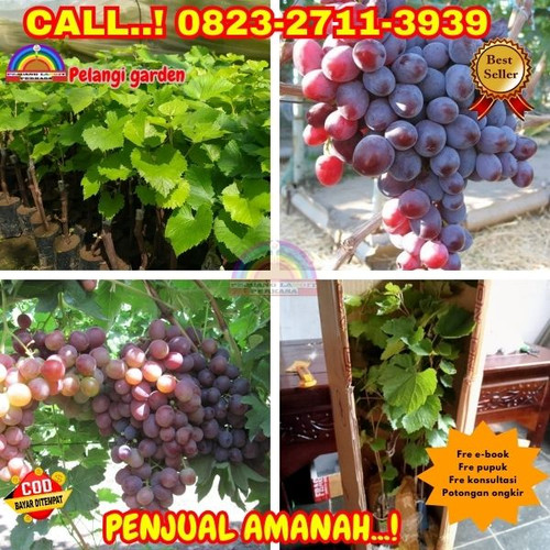 AMANAH ! H.Tovix CALL: 0823-2711-3939 Jual Bibit Anggur Nizina Di Kebumen.jpg