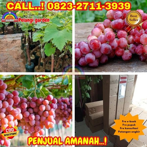 HARGA PARTAI ! H.Tovix CALL: 0823-2711-3939 Jual Bibit Anggur Merah Trubus Di Kebumen.jpg