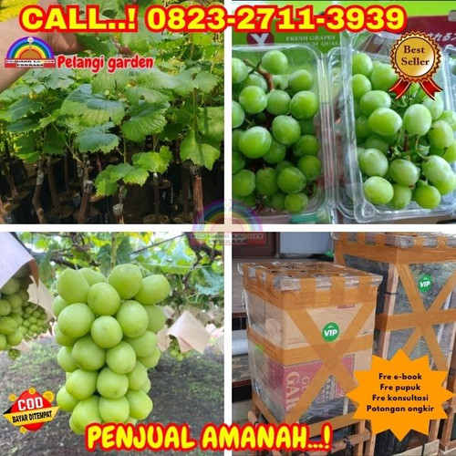 TERMURAH ! H.Tovix CALL: 0823-2711-3939 Jual Bibit Anggur New Shine Muscat Di Kebumen.jpg