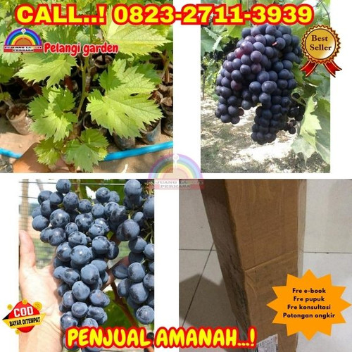 LANGSUNG PETANI ! H.Tovix CALL: 0823-2711-3939 Jual Bibit Anggur Merah Isabella Di Kebumen.jpg
