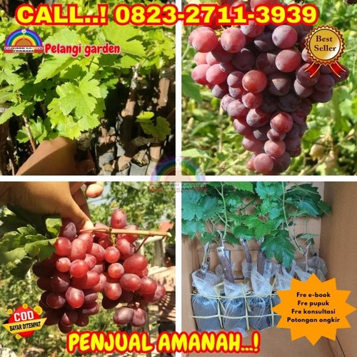 HARGA GROSIR ! H.Tovix CALL: 0823-2711-3939 Jual Bibit Anggur Ninel Di Kebumen.jpg