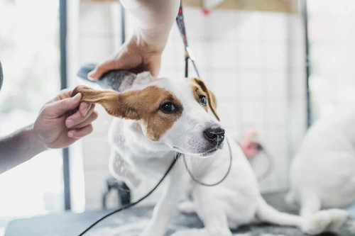 Explore You Dirty Dog Grooming Services in Chicago.jpg