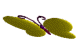 butterfly13.gif