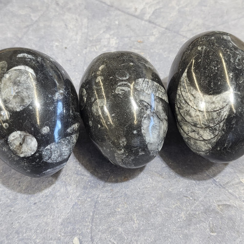 cropped 16985369373091726850392707317549.jpg